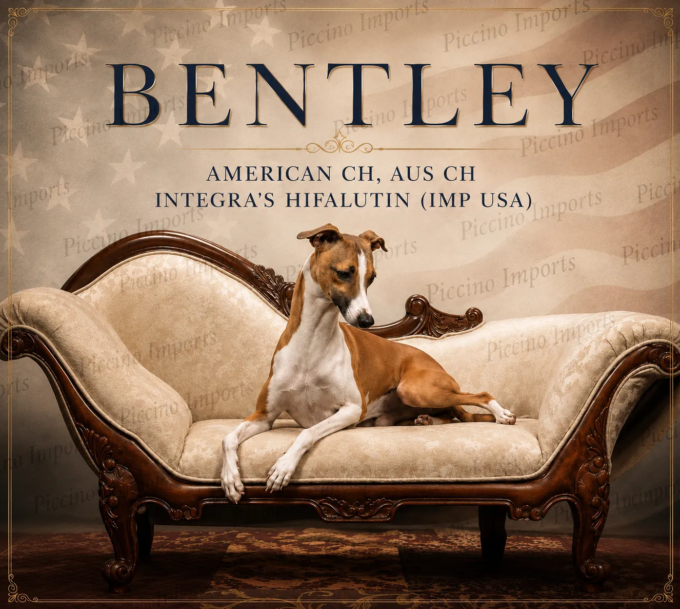 Piccino Imports poster for Bentley, a fawn and white Italian Greyhound, reclining on a cream chaise longue.