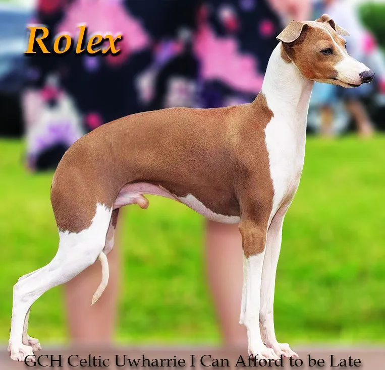 USA GCH Celtic Uwharrie I Can Afford To Be Late