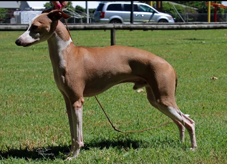 Champion Piccino Gladiator