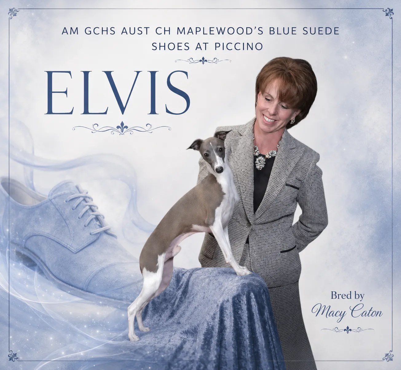 Piccino Imports poster for Elvis, a blue and white Italian Greyhound, held by his handler beside a pale blue suede shoe.