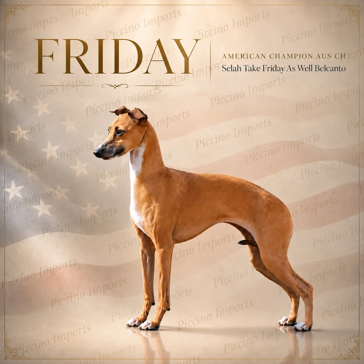 Piccino Imports poster for Friday, a red Italian Greyhound, standing in profile against a soft flag backdrop.