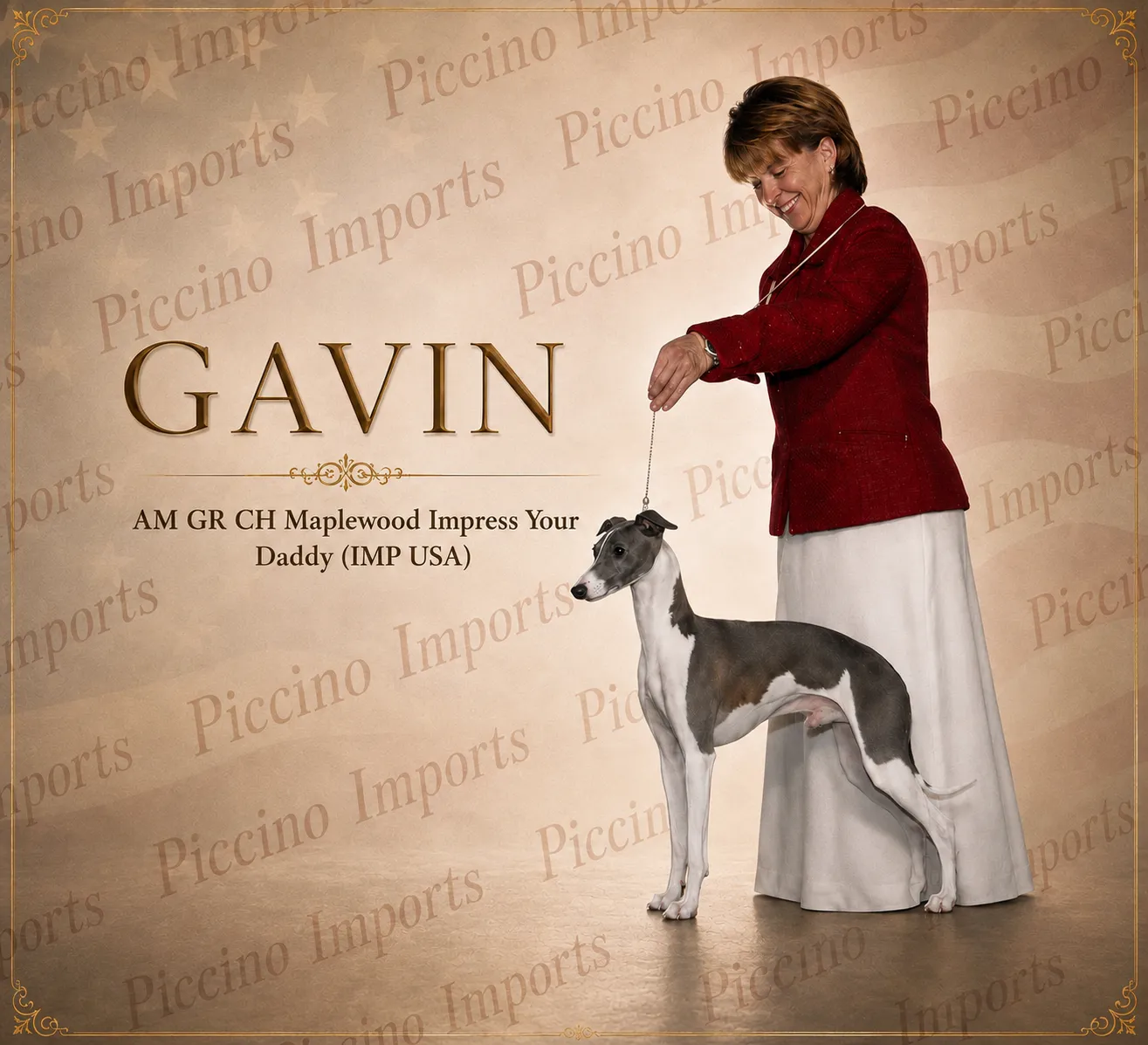 Piccino Imports poster for Gavin, a blue and white Italian Greyhound, stacked on a lead by his handler in a red jacket.
