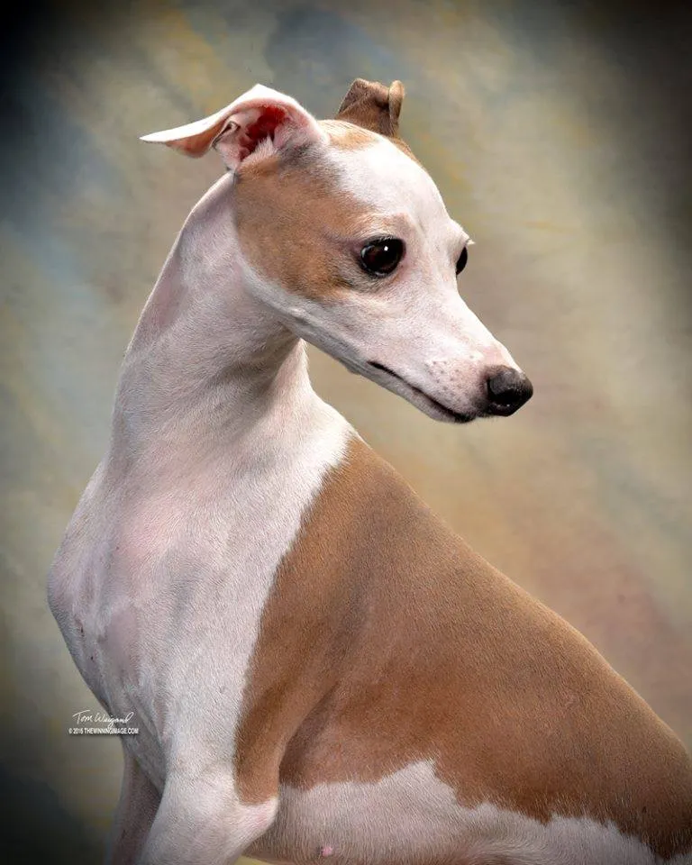 An Italian Greyhound in fawn and white, photographed in profile against a soft studio background