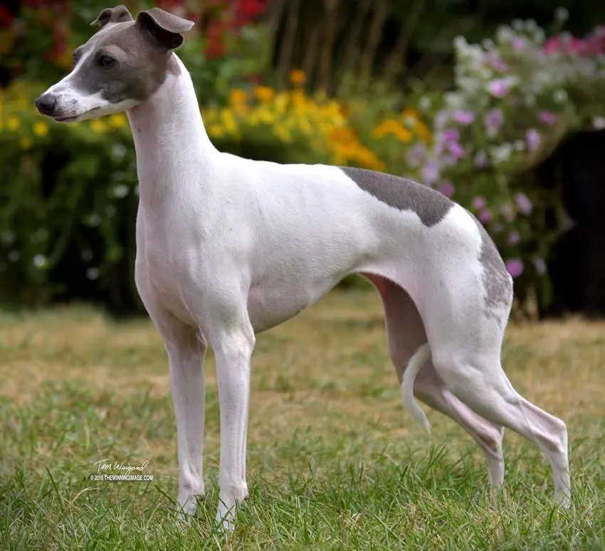 USA GCH Ch Maplewood's Be Dazzled