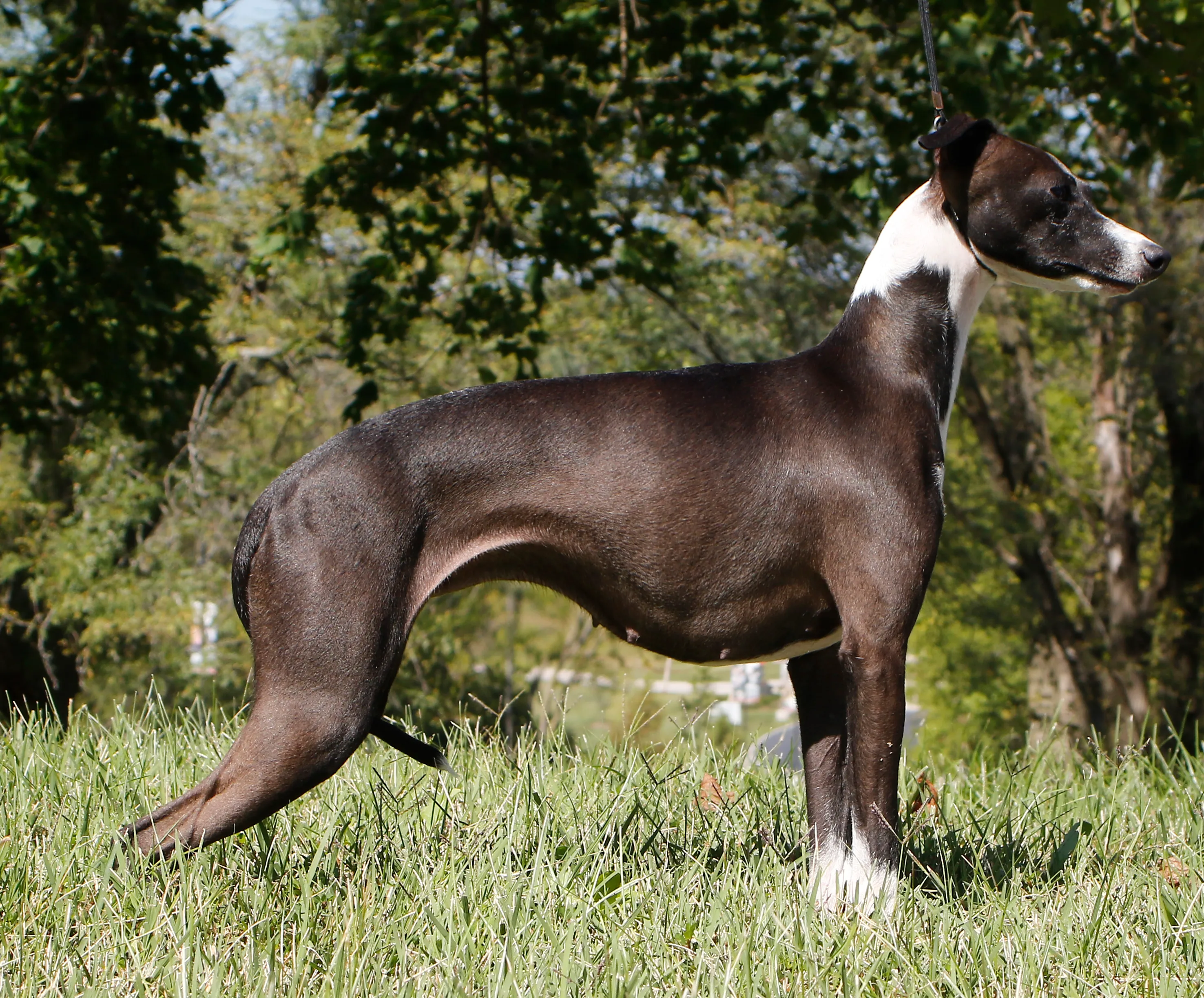 USA GCH Ch Maplewood's Singular Sensation