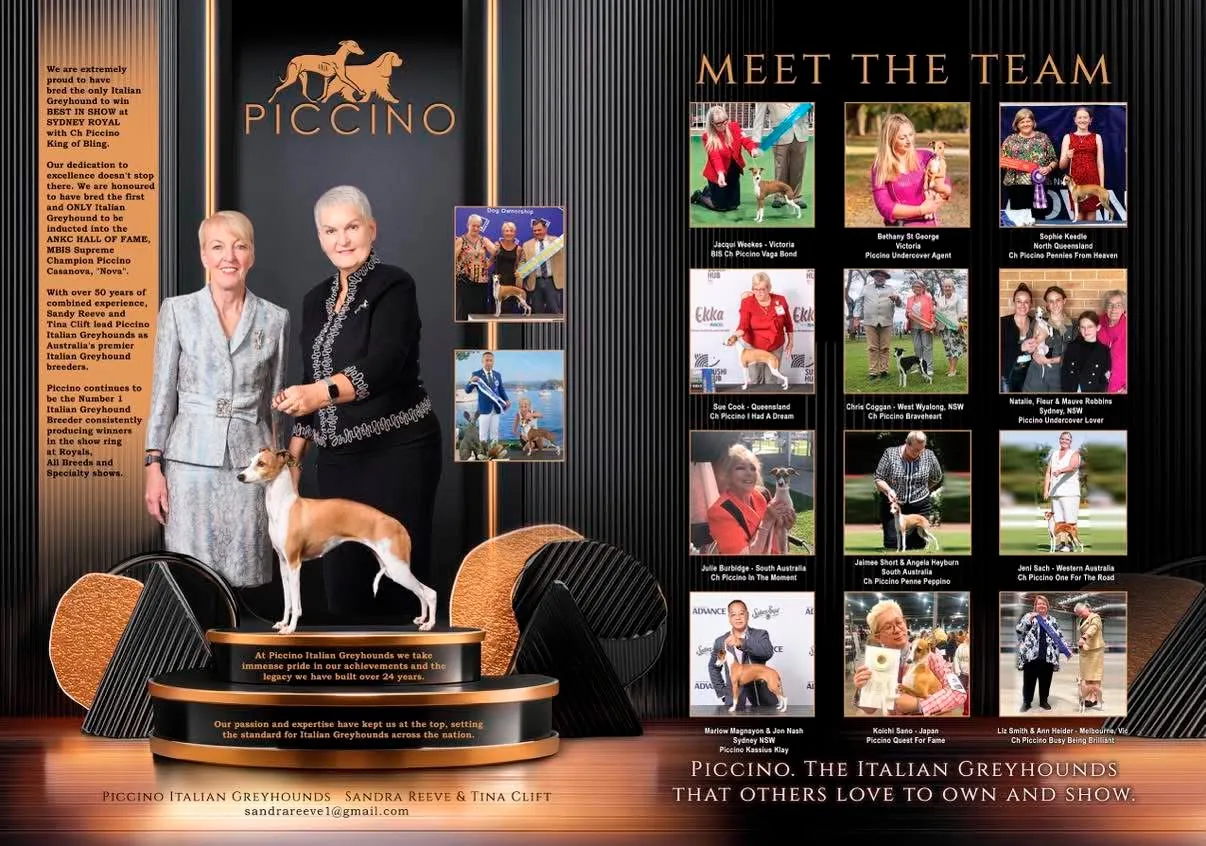 The Piccino Meet the Team poster. Sandy Reeve and Tina Clift stand with an Italian Greyhound beside the Piccino wordmark, alongside a grid of twelve owners and handlers photographed in the ring with their Piccino dogs.