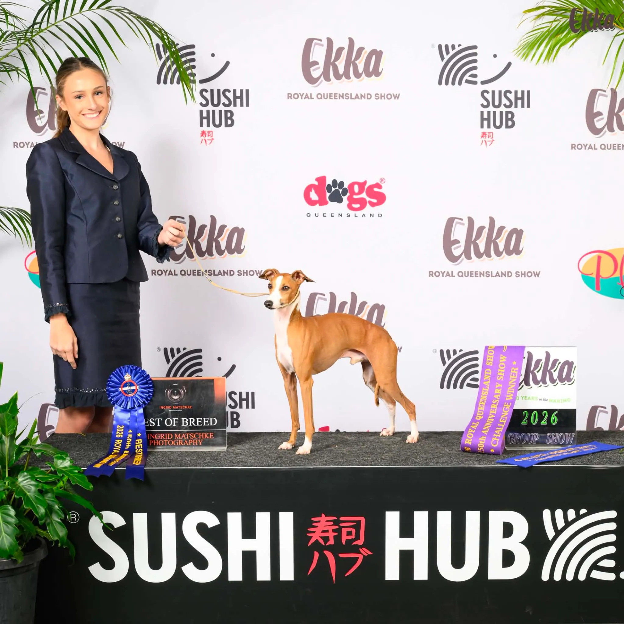 Aston, a red and white Italian Greyhound, stacked on the table beside his handler Natalie Robbins with his Best of Breed rosette and Challenge Winner sash, at the 2026 Royal Queensland Show.