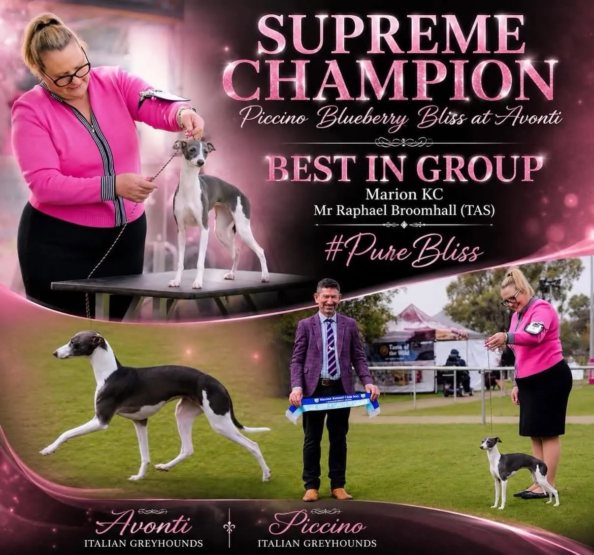 Poster for Piccino Blueberry Bliss at Avonti, a blue and white Italian Greyhound, shown stacked on a table, moving on grass, and being awarded Best in Group.