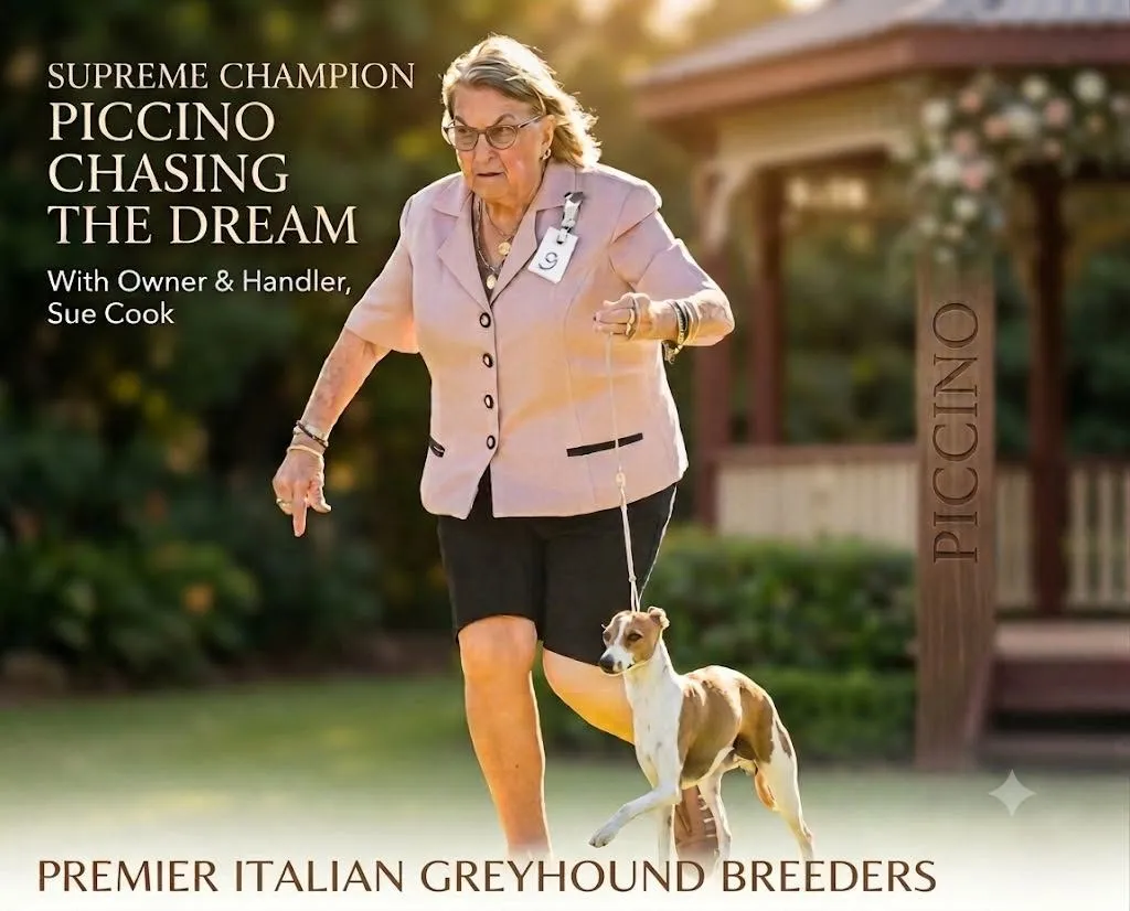 Poster showing Supreme Champion Piccino Chasing The Dream, a fawn and white Italian Greyhound, gaiting on grass beside her handler.