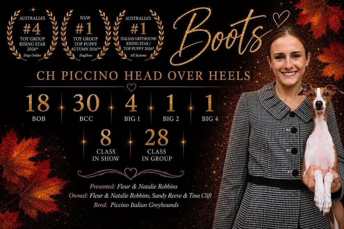 Poster for Boots, a fawn and white Italian Greyhound held by her handler, listing her 2026 rising star awards and her show record.