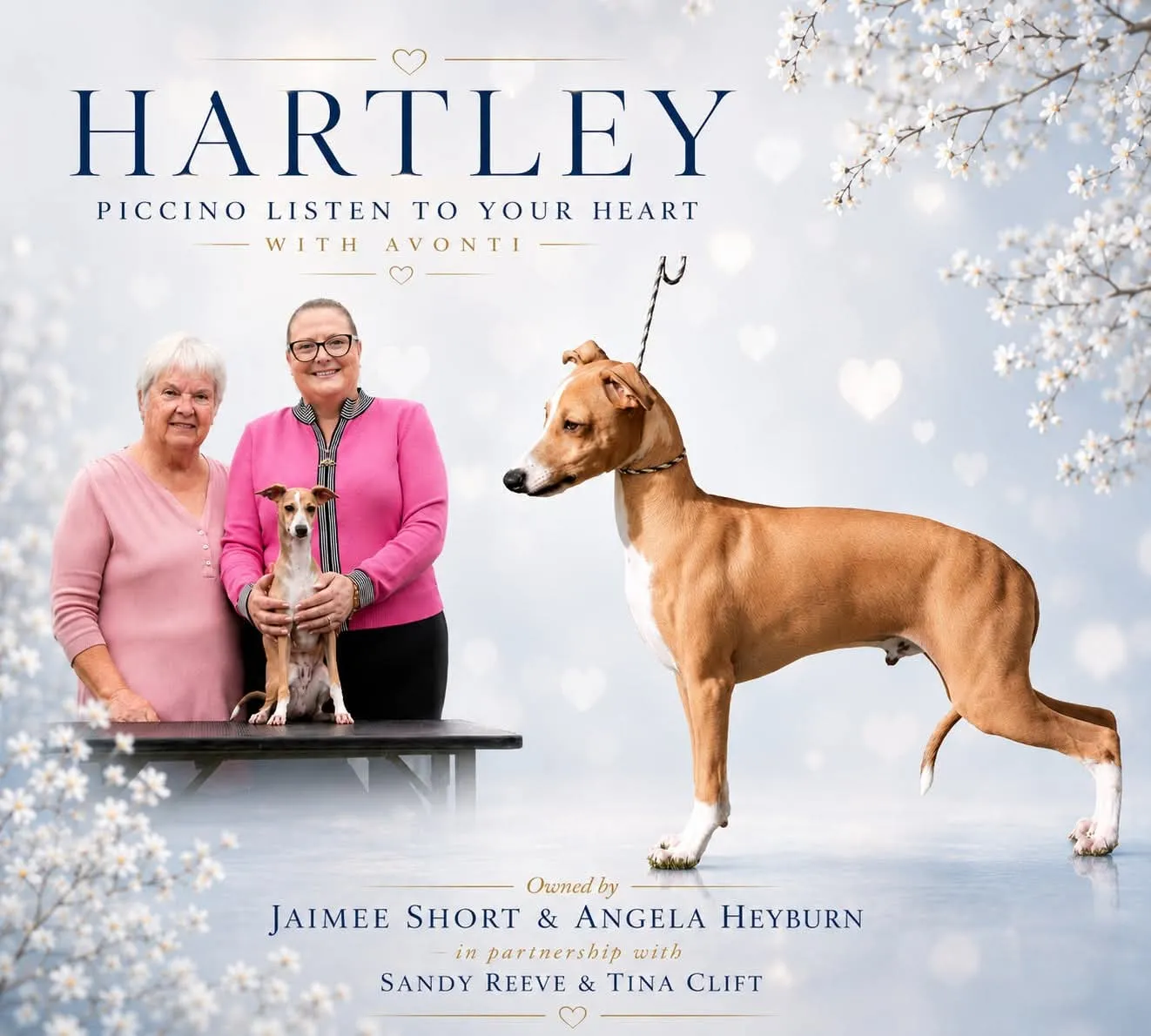 Poster for Hartley, a fawn and white Italian Greyhound, shown as a puppy on the table with his owners Jaimee Short and Angela Heyburn, and again standing in profile, against a pale blue background of white blossom.