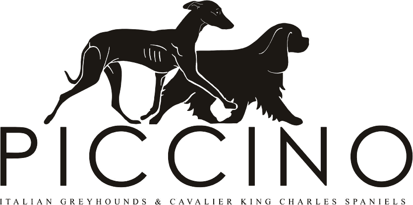 Piccino Italian Greyhounds