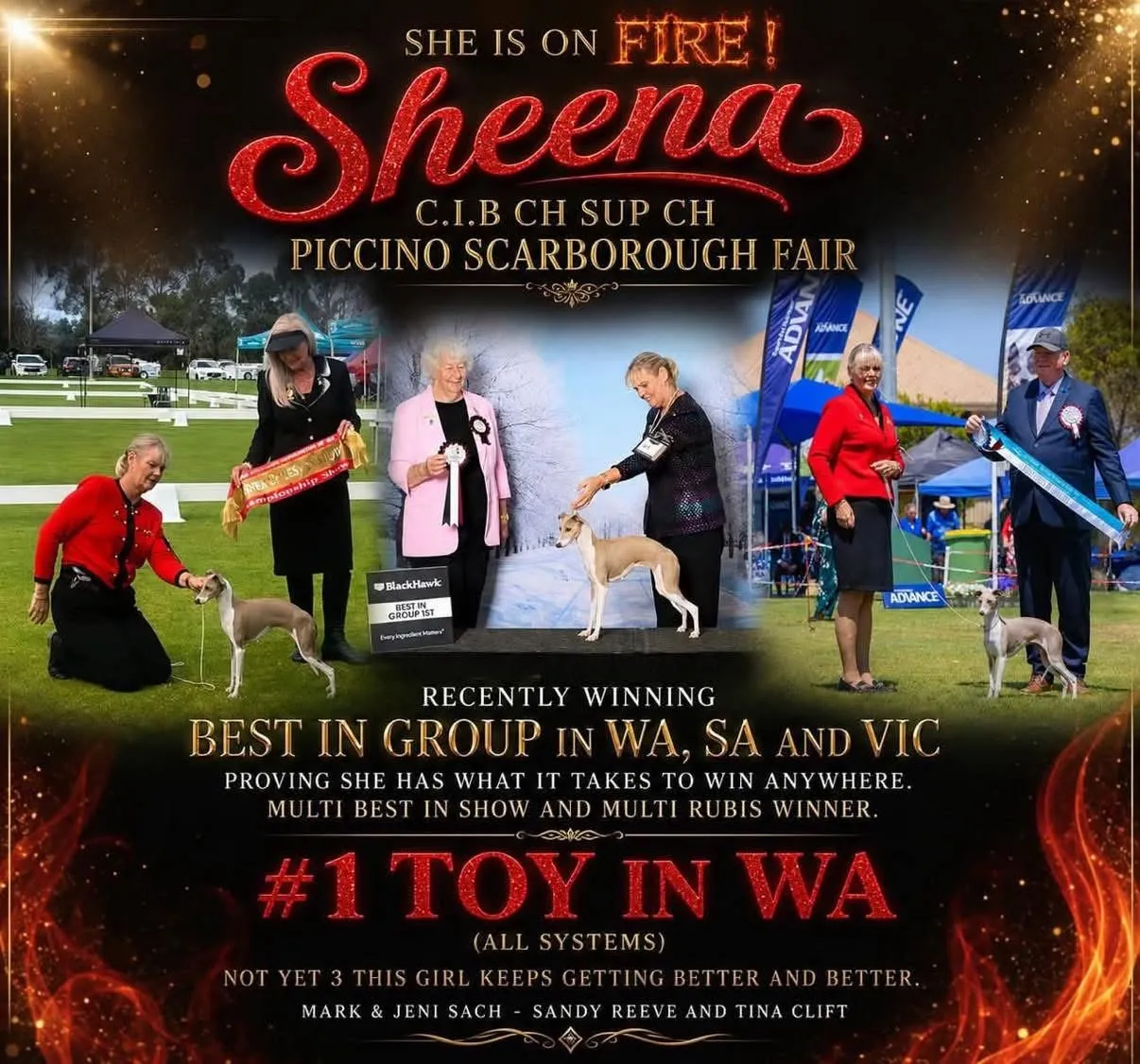 Poster for Sheena, a fawn Italian Greyhound, showing four photographs of her being awarded in the ring at shows in three states.