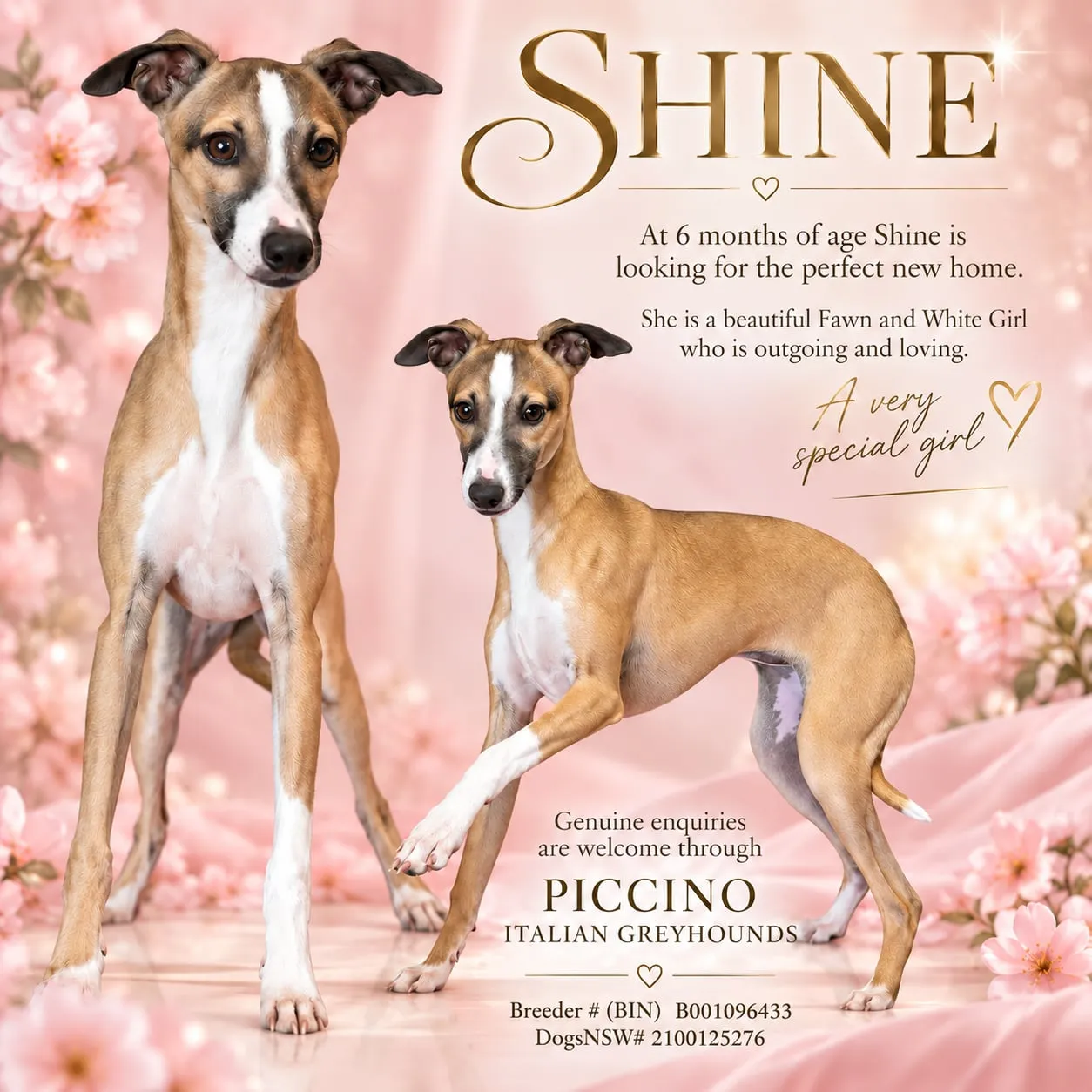 Shine, a fawn and white Italian Greyhound girl of six months, standing in two photographs against a backdrop of pink blossom.