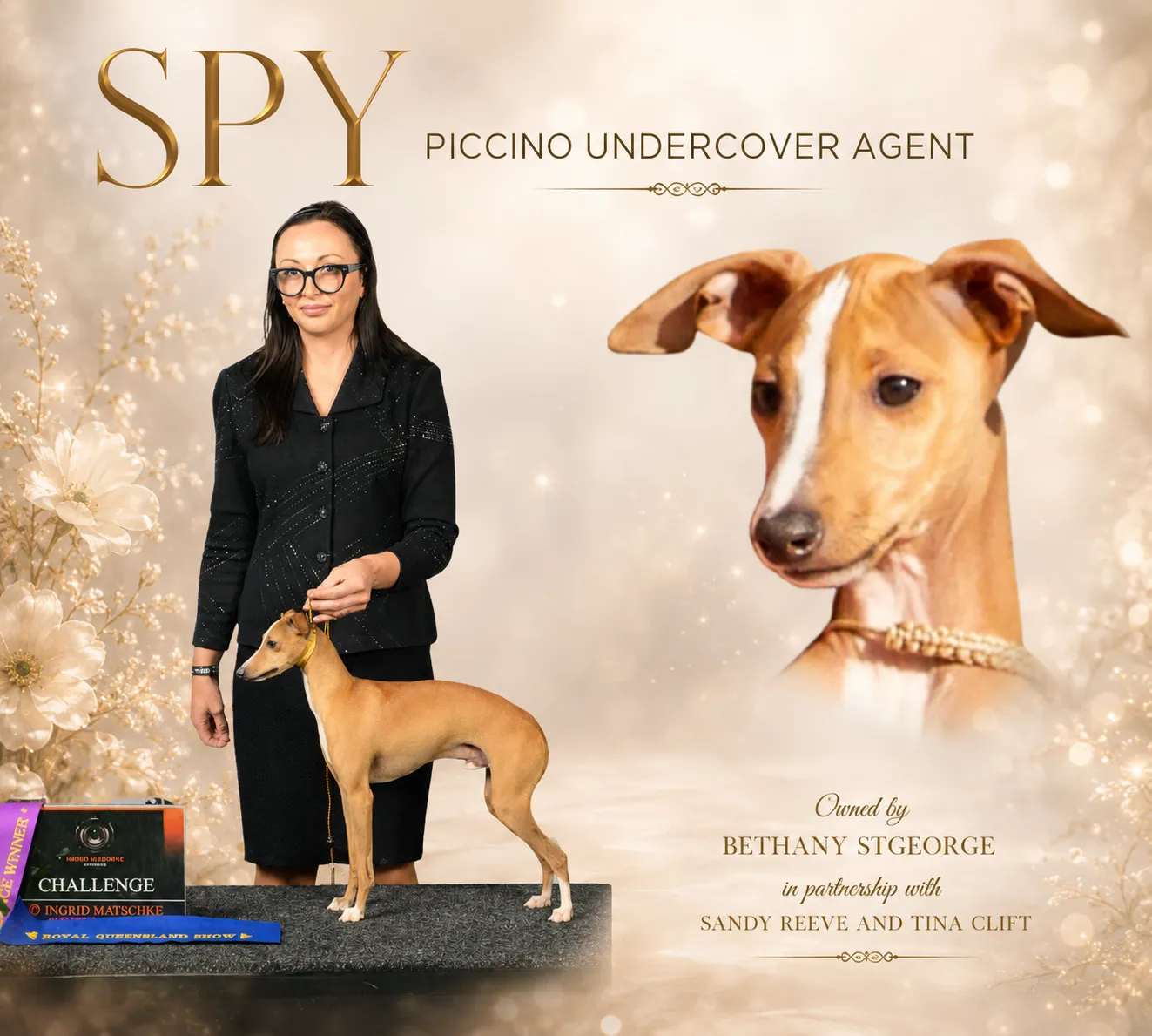 Poster for Spy, a red and white Italian Greyhound, stacked on the table beside handler Bethany St George with a Challenge Winner plaque from the Royal Queensland Show, alongside a head study, against a background of cream blossom.
