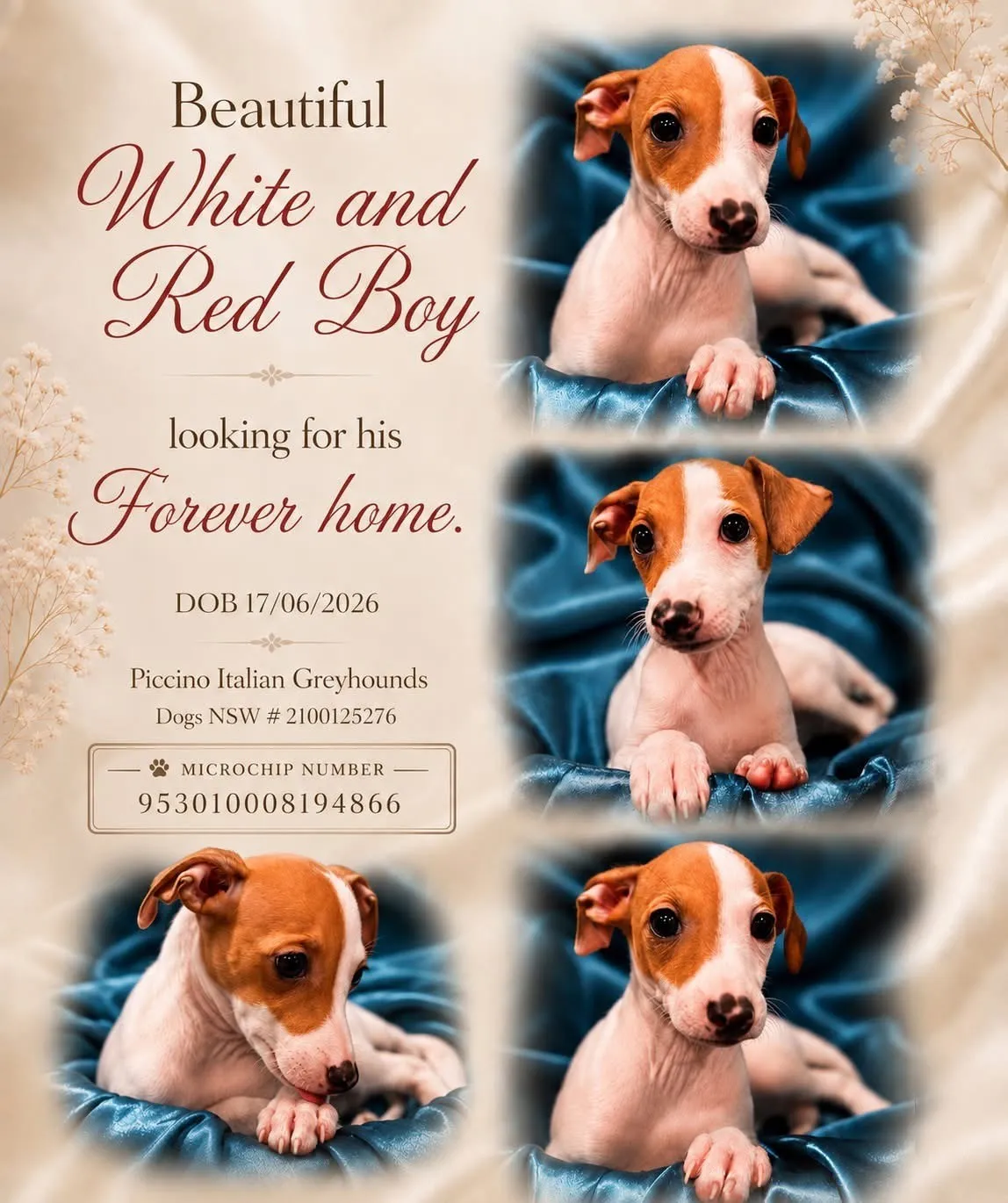 A white and red Italian Greyhound puppy, born 17 June 2026, in three photographs on a blue velvet bed, looking for his forever home.