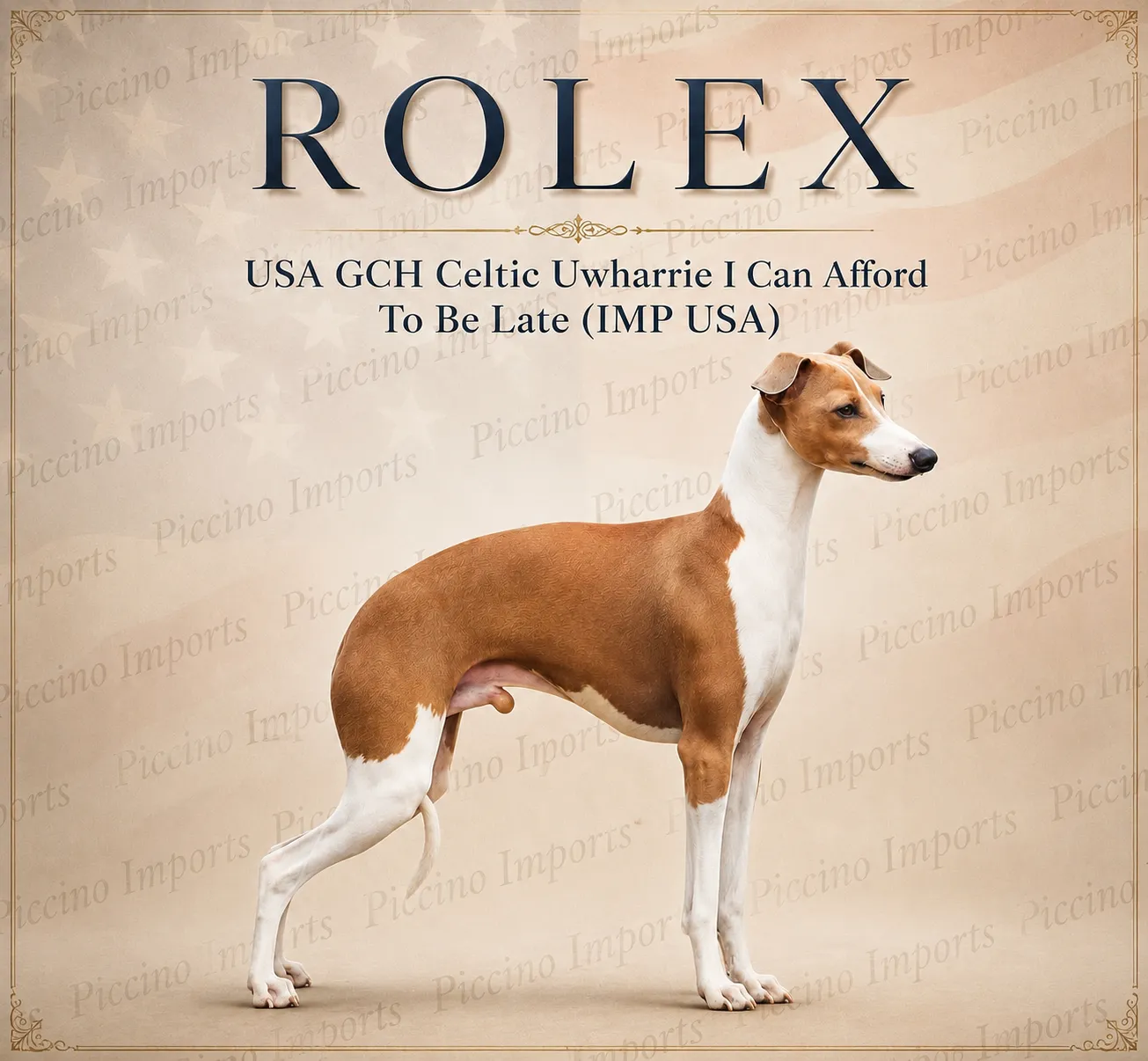 Piccino Imports poster for Rolex, a fawn and white Italian Greyhound, standing in profile against a soft flag backdrop.
