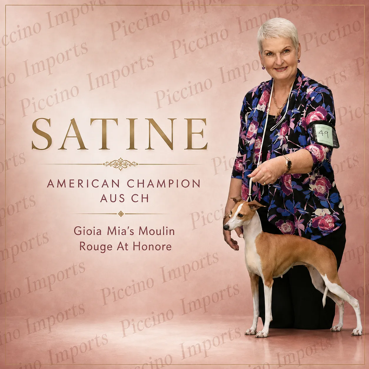 Piccino Imports poster for Satine, a fawn and white Italian Greyhound, stacked beside her handler in a floral jacket.