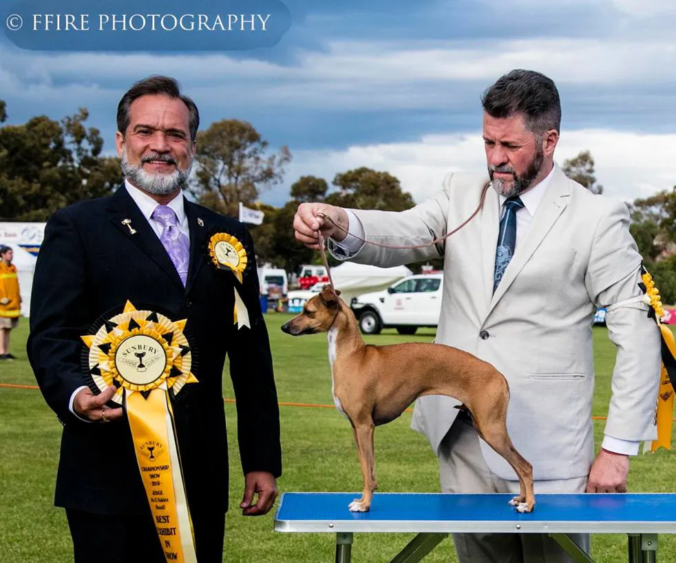 USA Ch Selah Take Friday As Well Belcanto