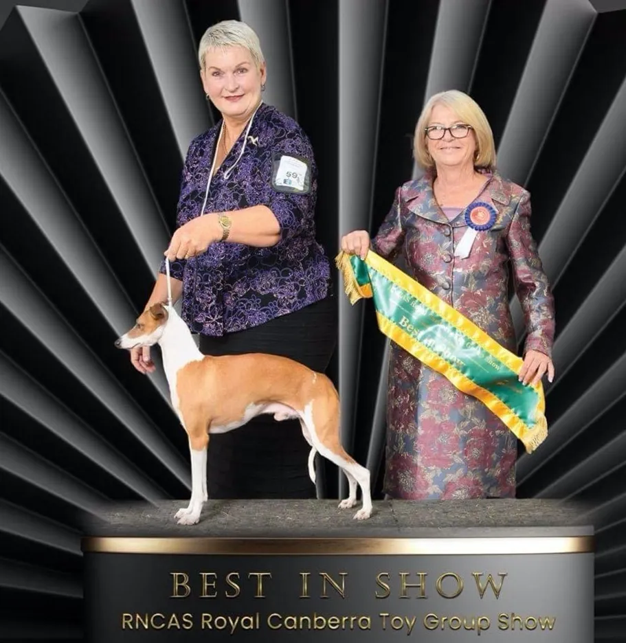Supreme Champion Piccino You Only Live Twice